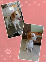 /album/negylabu-vendegeink-elotte-utana/a11216798-574771092664242-1079129687913572381-n-jpg/